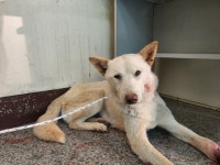 광주 남구에서 강아지 발견 보호