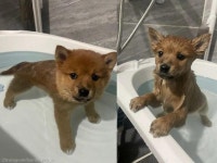 공원서 '무료 분양' 되던 강아지, 견생 첫 목욕에 '얼음!'