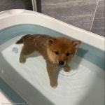 공원서 무료 분양 되던 강아지, 견생 첫 목욕에 얼음!