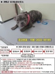 경기 가평 청수타운에서  프렌치 불독 발견 보호