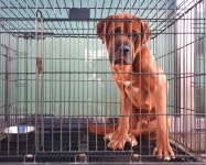 경기 여주 가남읍에서 도사 발견 보호