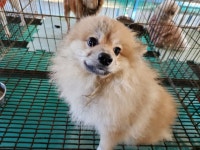 경기 안산 신길동에서  포메라니안 발견 보호