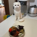 벌레 장난감에 쫓겨 코너 몰린 쫄보냥이..쭈글쭈글