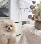 가출한 거북이 찾으면 방석에 숨기는 멍멍이..간식과 교환하려고