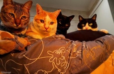 겨울이면 볼 수 있는 모습..옹기종기 모여 불멍 하는 야옹이들