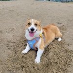강아지 줄 잡고 산책시켜주는 길냥이..집사 대신 해줄 고양!