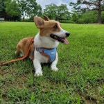 강아지 줄 잡고 산책시켜주는 길냥이..집사 대신 해줄 고양!