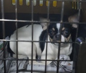 전남 목포 현대병원부근에서  치와와 발견 보호