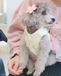채연, 반려견 토리와 전한 반가운 근황..언니야 혼자만 웃지 말구