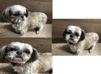 부산 연제 거제대로에서  시츄 발견 보호