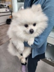 경기 부천 신흥로에서  포메라니안 발견 보호