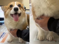 병원에서 환한 미소 짓는 강아지..사실 무서워서 다리는 덜덜