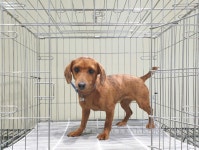 경기 여주 대신면에서  닥스훈트 발견 보호