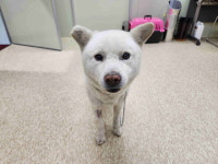 경기 남양주 진접해밀파출소에서 진돗개 발견 보호