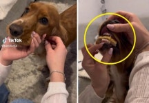 순진한 댕댕이 의심한 주인의 소름 반전..`입 속에 결정적 증거`
