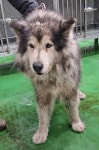 충북 제천 내토로1073에서  말라뮤트 발견 보호
