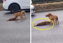 도로 한가운데서 다친 친구 지킨 강아지 2마리..`친구 옆에 앉아 끝까지 보호`