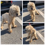 전남 여수 대곡길에서  코카 스파니엘 발견 보호