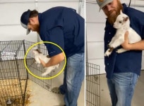 메에엡! 아기염소의 단호한 거절에 머뭇거린 목장주