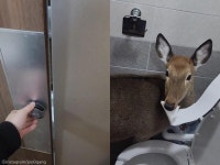 공중화장실 칸에서 마주친 노루..제가 먼저 쓰고 있어요