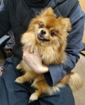 충북 청주 율량동에서  포메라니안 발견 보호