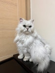 강원 속초 청호로2길49에서  페르시안 발견 보호