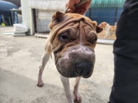 경기 안산 선부광장남로113번지에서  샤페이 발견 보호