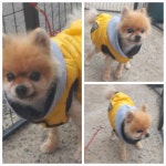 전남 여수 죽림에서  포메라니안 발견 보호