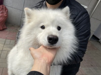 전북 전주 송천동에서  사모예드 발견 보호