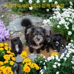 경북 성주 벽진용암2리에서  노퍽 테리어 발견 보호