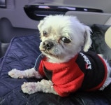 강원 강릉 가작로에서  말티즈 발견 보호