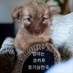 경북 성주 경북에서  엄마가 코카푸 발견 보호
