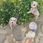 경남 사천 상동림2길6에서  말티즈 발견 보호