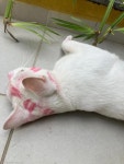 키스마크 가득한 얼굴로 나타난 고양이..`사랑이 죄는 아니잖냥`
