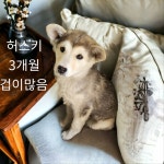 경북 성주군에서  시베리안 허스키 발견 보호