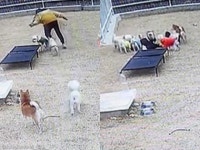 넘어진 유치원 선생님 보고 우르르 달려와 걱정한 강아지들