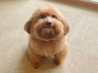 지난주에 털 깎았는데..벌써 덥수룩한 복슬 강아지