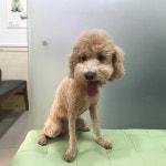 경기 부천 부천역에서  푸들 발견 보호