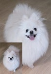 경기 평택 신장동에서  포메라니안 발견 보호