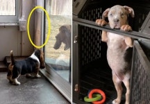 문 열려 있는데 문 열어달란 뽀시래기들..`킹받게 귀엽댕`