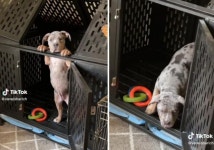 문 열려 있는데 문 열어달란 뽀시래기들..`킹받게 귀엽댕`