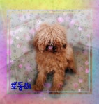 전북 군산 서당길에서  푸들 발견 보호