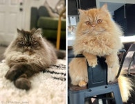 애견미용사 바꿨다가 수치심 느낀 고양이들..`feat. 사자컷`