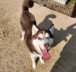 경기 안산 고잔2길에서  시베리안 허스키 발견 보호