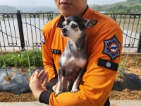 전남 고흥 과역면에서  치와와 발견 보호