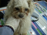 경기 오산 성호대로141에서  말티즈 발견 보호