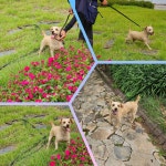 경남 사천 동서동인근에서  푸들 발견 보호