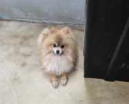 강원 양양 강원양양소방서강현119안전센터에서  포메라니안 발견 보호