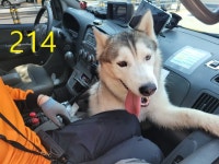 인천 계양 계산119구조데(작전동)에서  시베리안 허스키 발견 보호