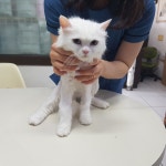 전북 전주 연화마을에서  페르시안 발견 보호